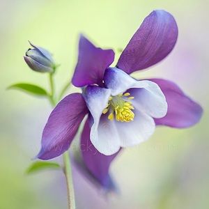 Meet your Posher, Olwyn